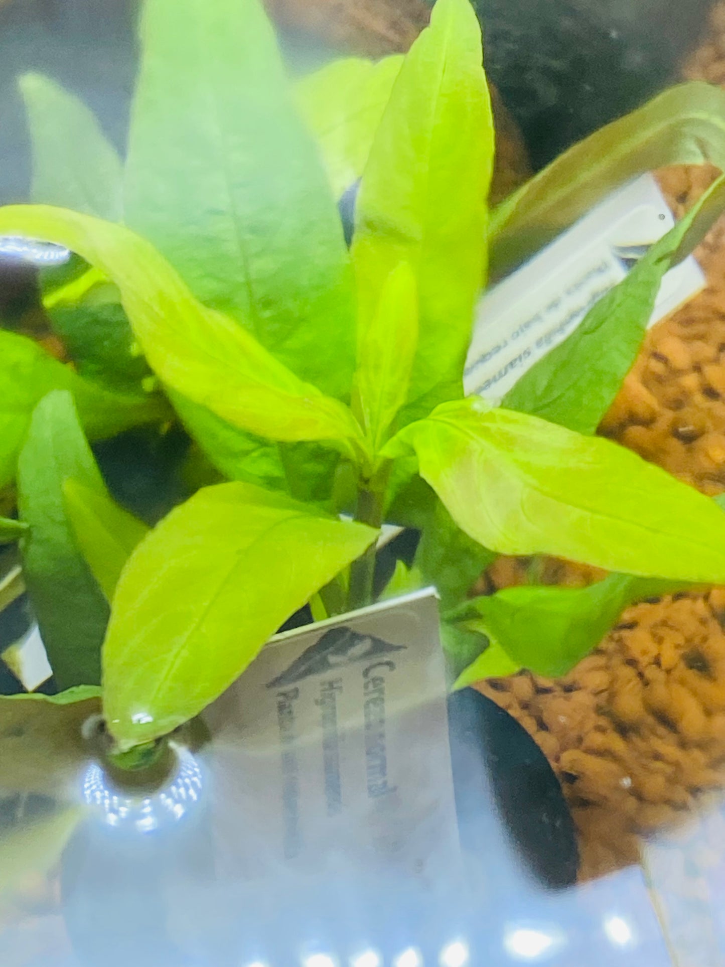 Cerezo • Planta acuática