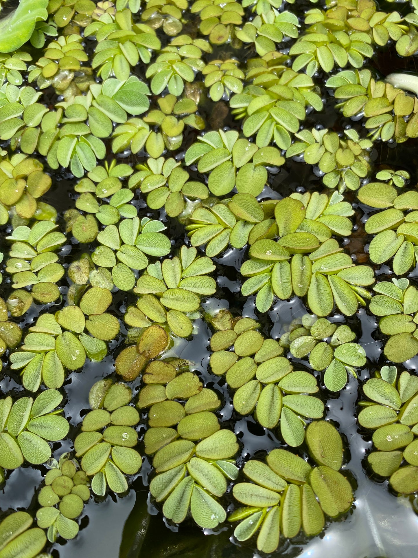Salvina o acordeon de agua • Planta acuática flotante