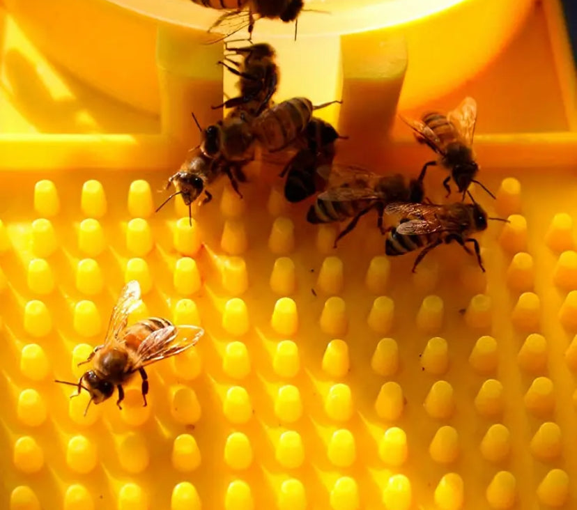 Bebedero de abejas