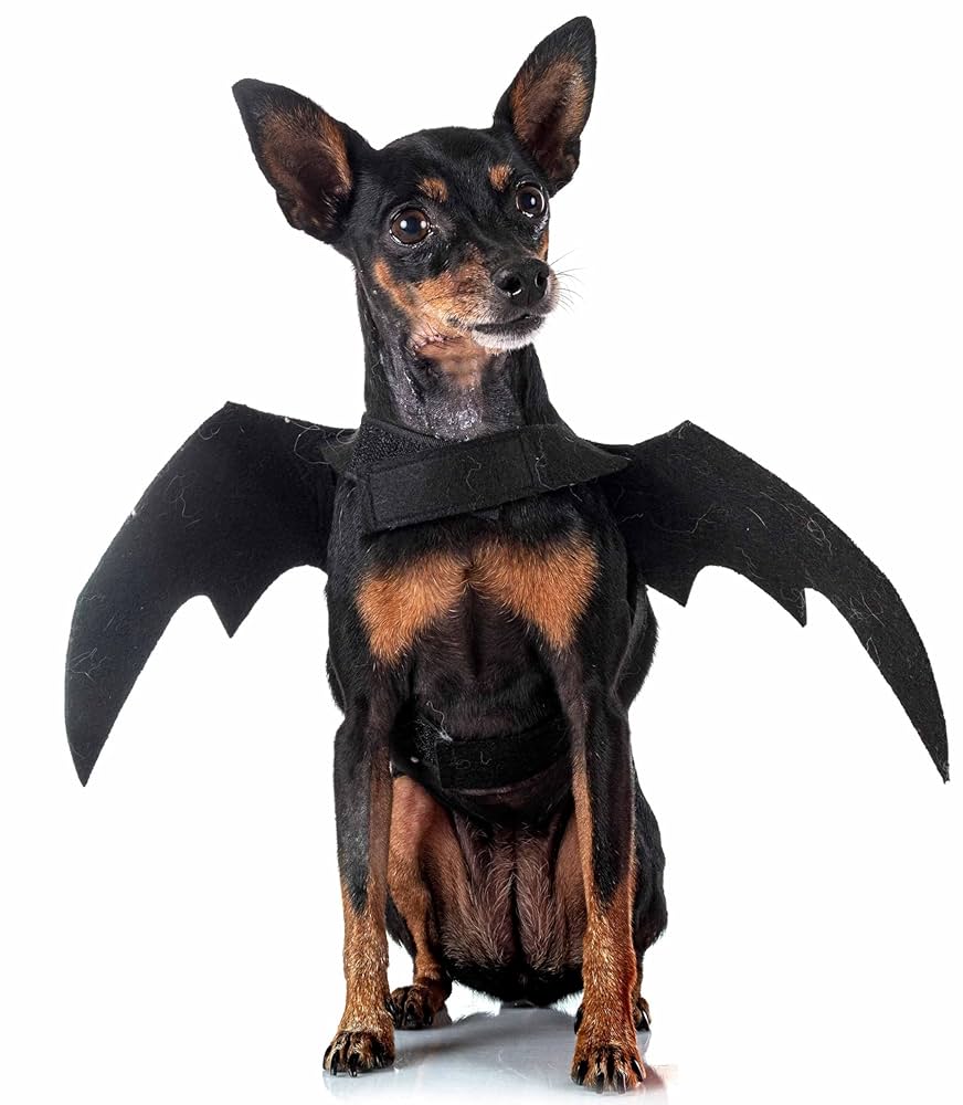Disfraz Halloween para mascotas
