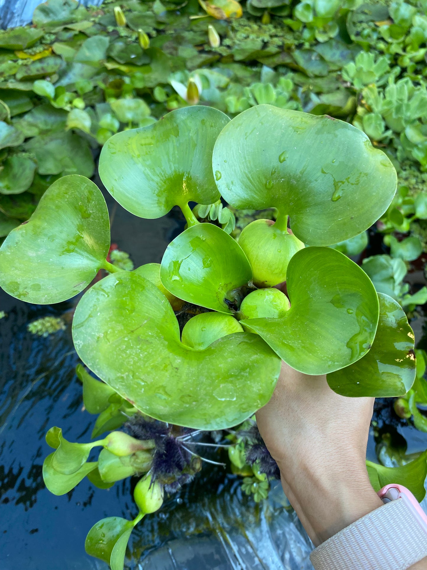 Jacinto • Planta acuática flotante