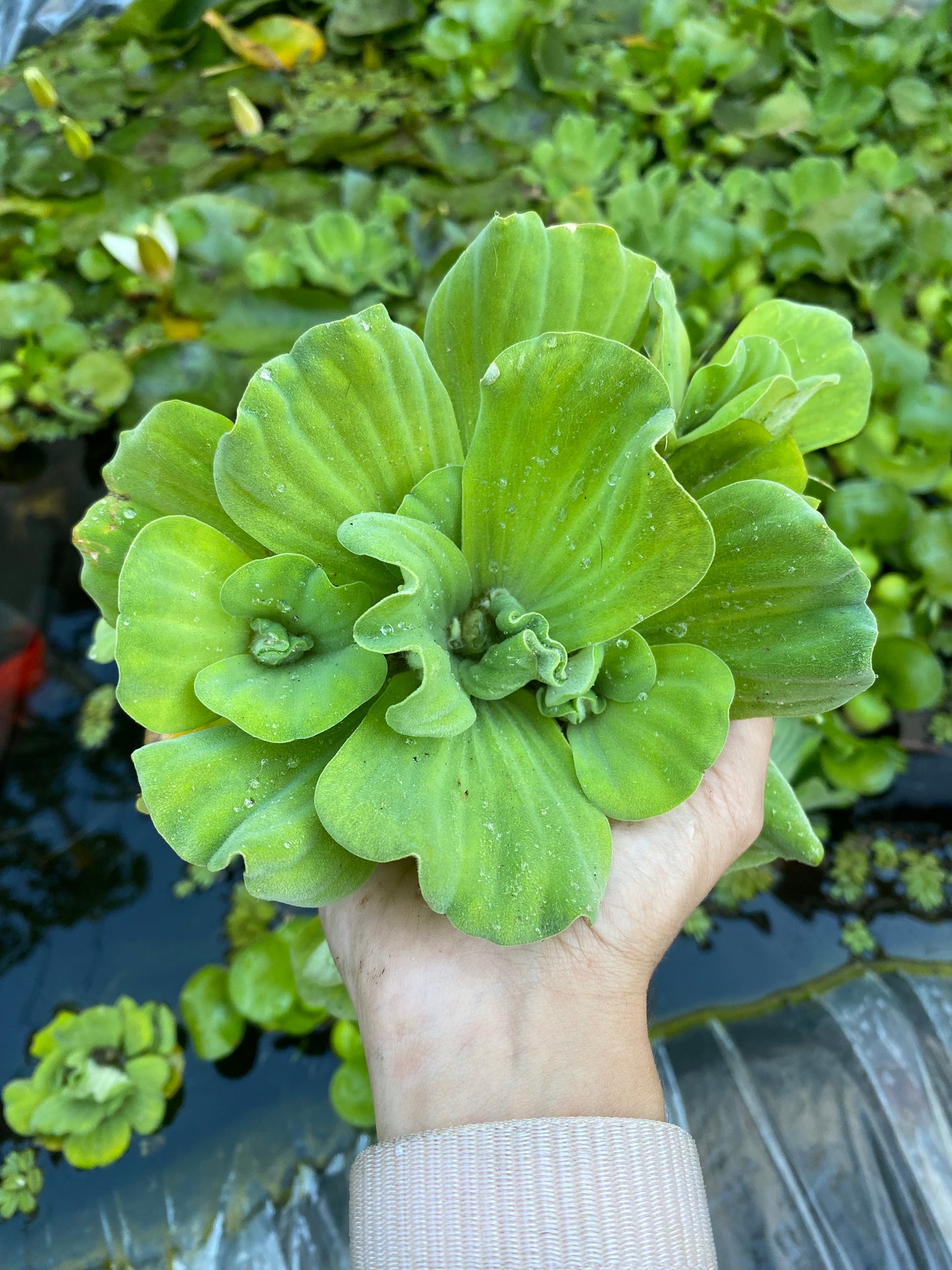 Lechuga de agua • Planta acuática flotante