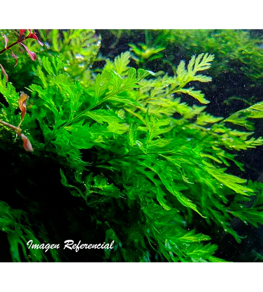 Helecho bolbitis  • Planta acuática flotante