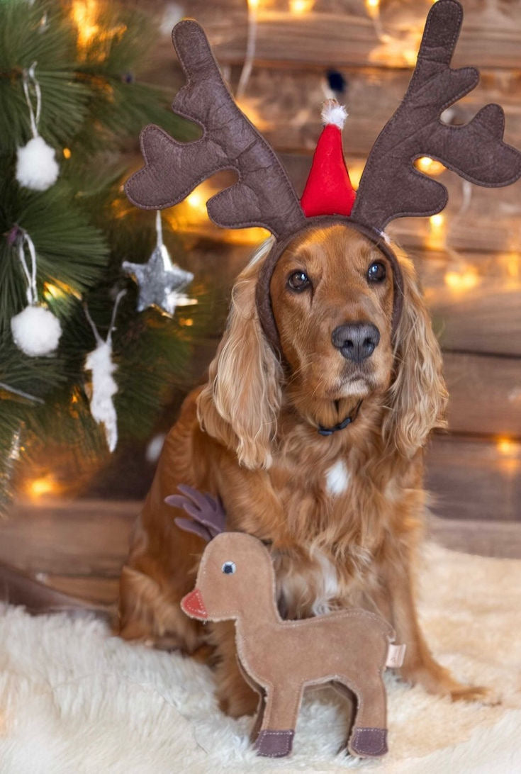 Sombrero Navideño - Cuernitos - Reno para mascotas