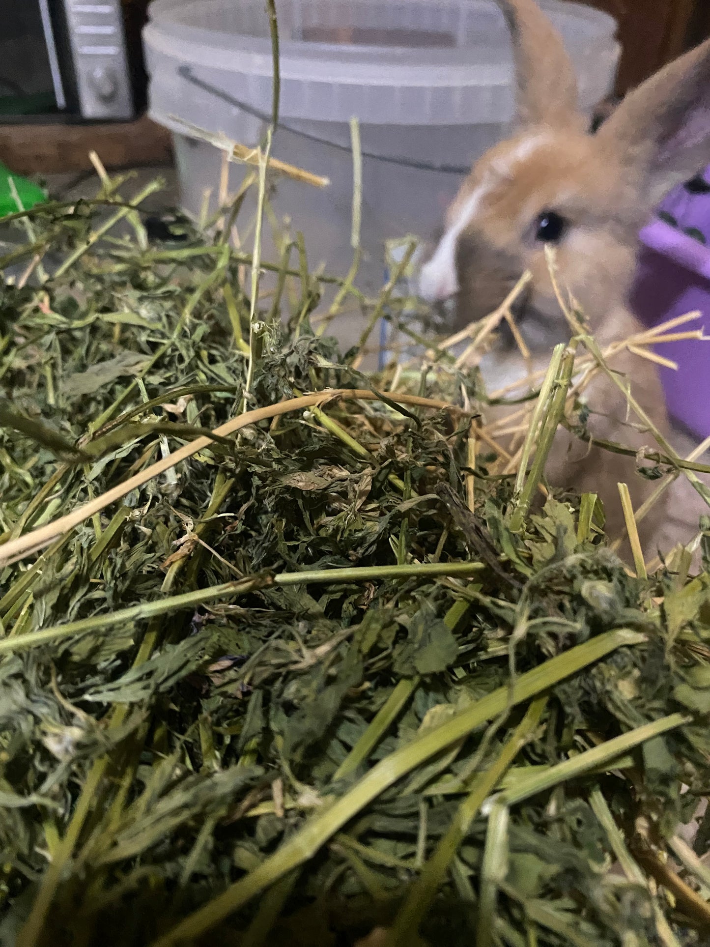 Heno alfalfa • versión 1K
