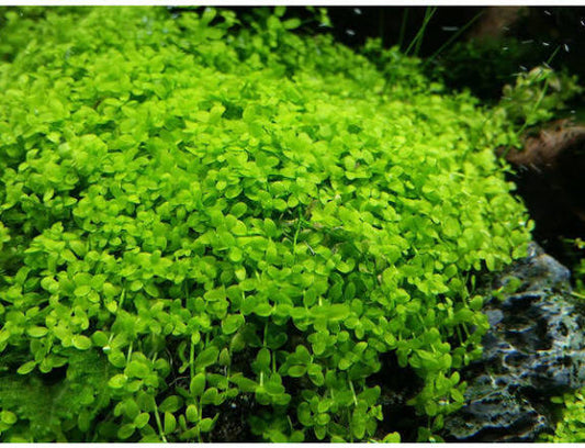 Montecarlos • Planta acuática