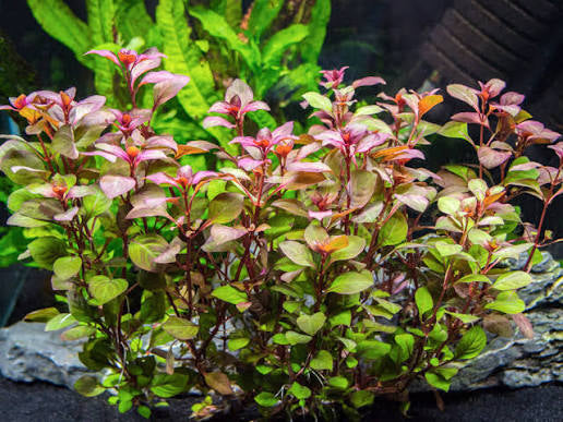 Ludwigia Super Red   • Planta acuática