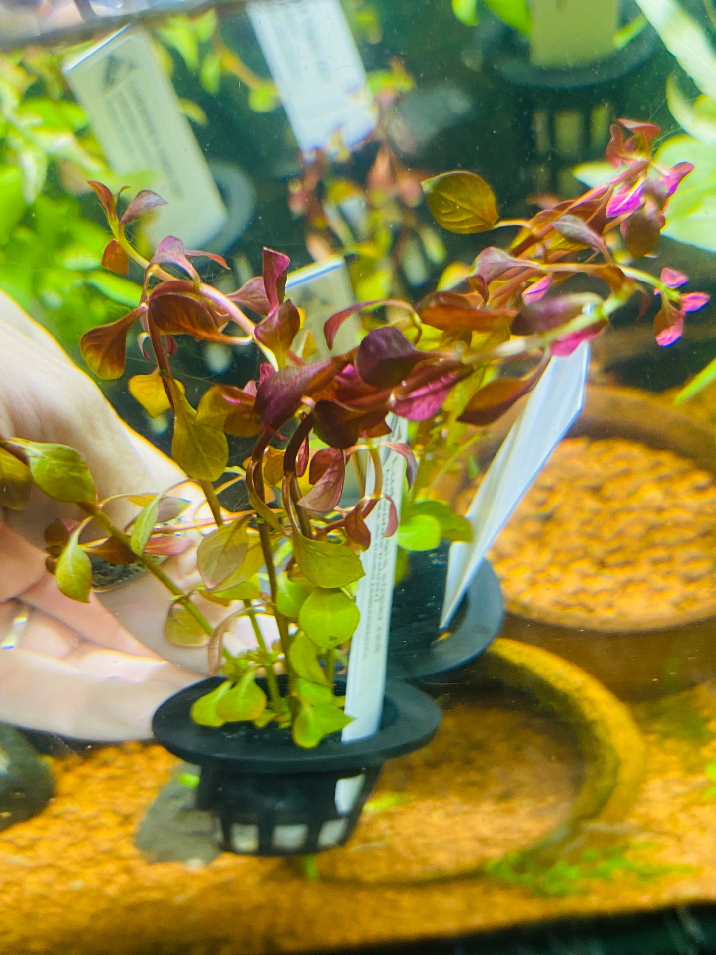 Ludwigia Super Red   • Planta acuática