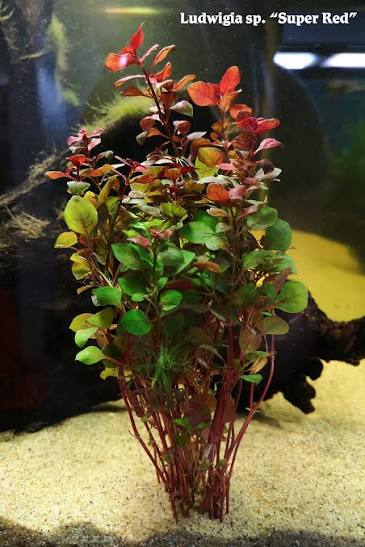 Ludwigia Super Red   • Planta acuática
