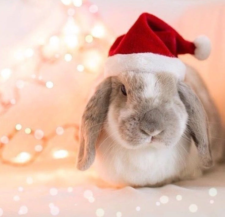 Sombrero Navideño - Outfit mascotas