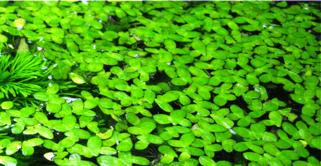 Lentejas  de agua • Planta acuática flotante (copia)