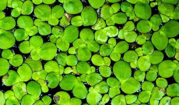 Lentejas  de agua • Planta acuática flotante (copia)